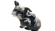 Mini GPS GSM Tracking Dog Collar Device Rechargeable Wireless Security Size:XL