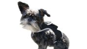 Low Cost Pet Tracking Device Rechargeable Waterproof GSM GPRS Tracker Size:L