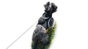 Easy Smartphone Tracking with Waterproof Mini Pet GPS Tracking Device Size:XXL