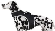 Realtime GSM GPS Quick Track Collar Pet Tag Waterproof Tracking Device Size:M